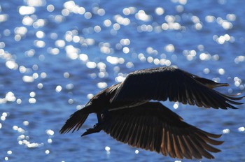 カワウ 多摩川 2019年11月30日(土)