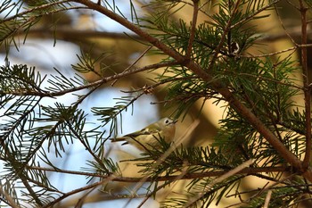 Goldcrest 北海道 Sat, 11/30/2019