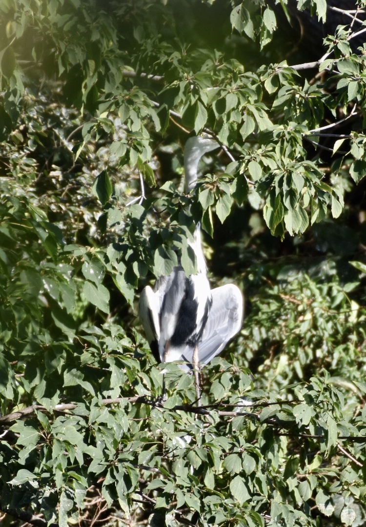 Photo of Grey Heron at 等々力緑地 by nami0113