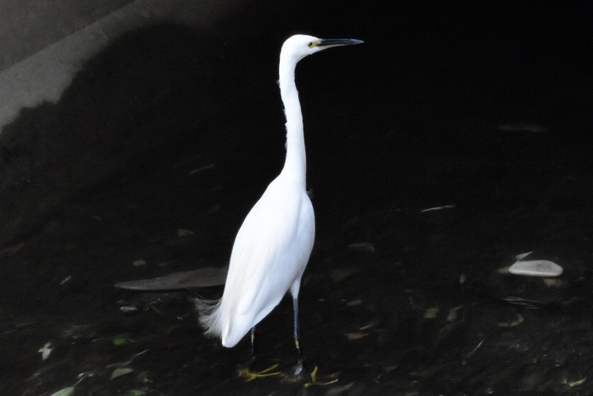 Photo of Little Egret at 川崎市 by nami0113