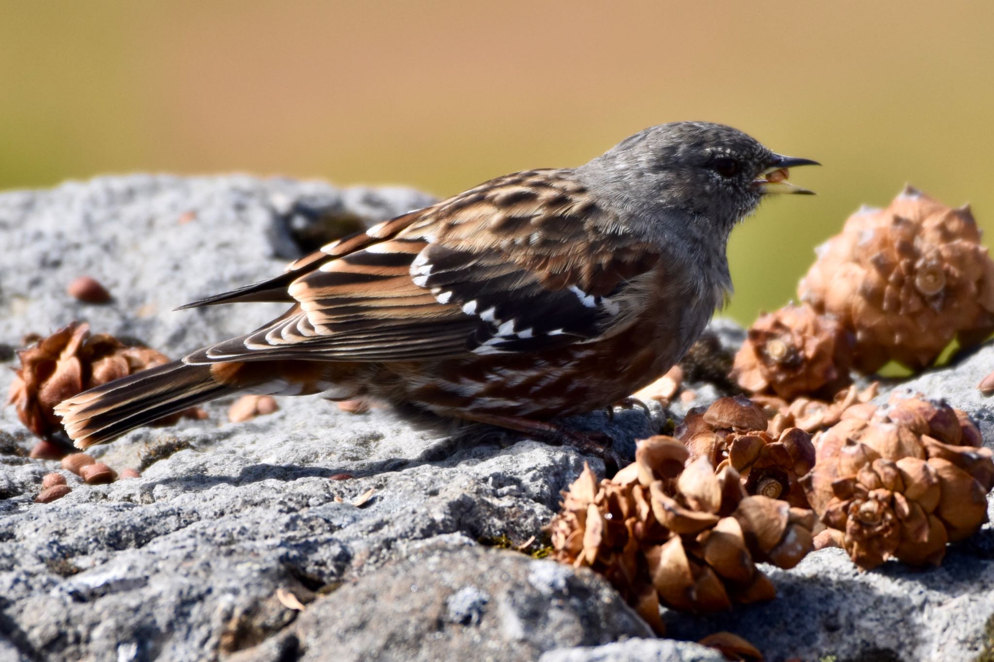 Photo of Alpine Accentor at 乗鞍岳 by nami0113