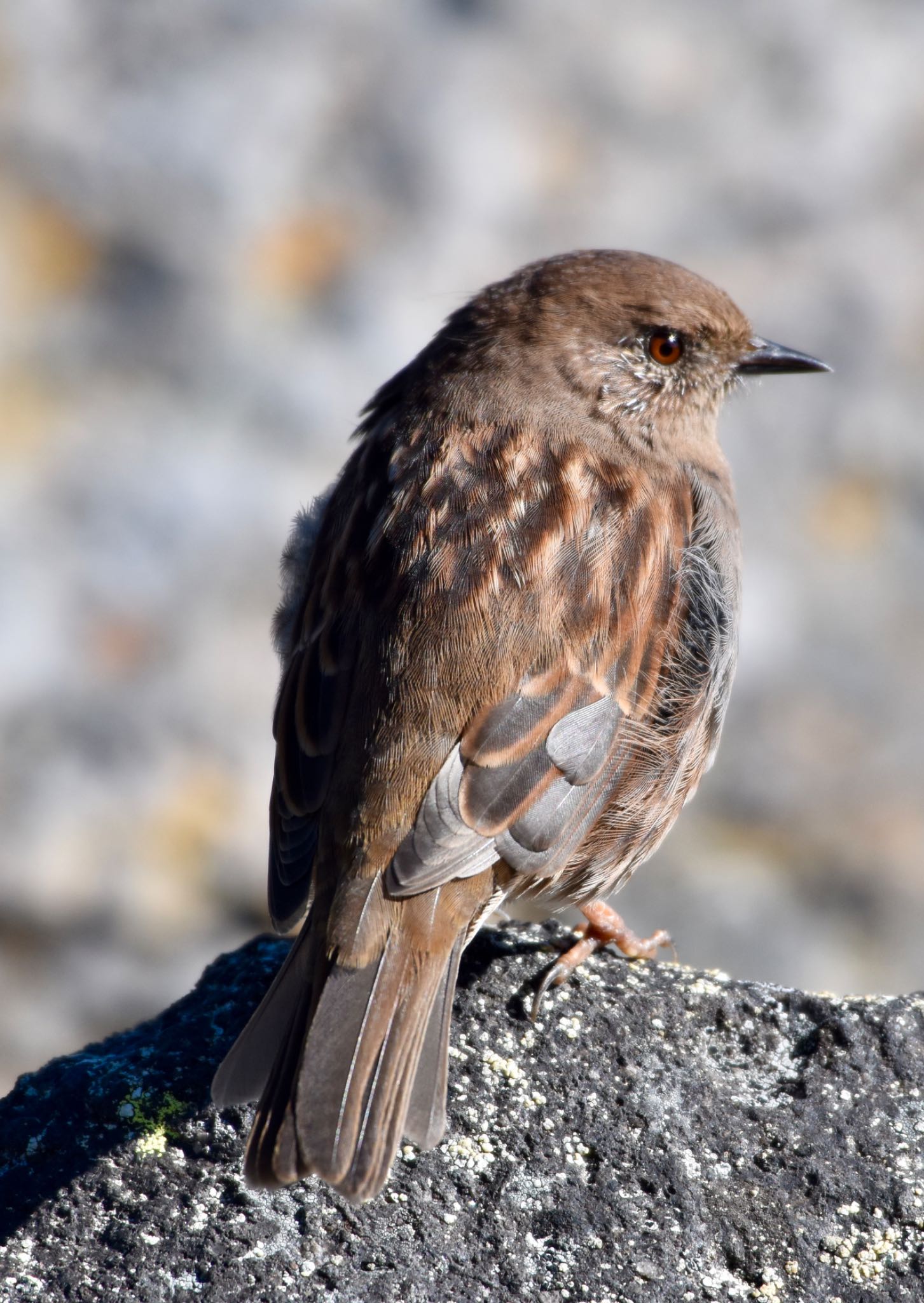 Photo of Japanese Accentor at 乗鞍岳 by nami0113