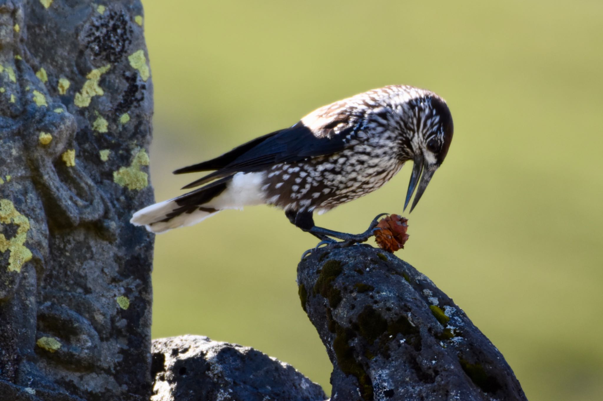 Photo of Spotted Nutcracker at 乗鞍岳 by nami0113