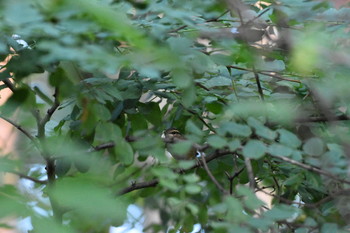 Eastern Crowned Warbler 美鈴湖 Sun, 9/15/2019