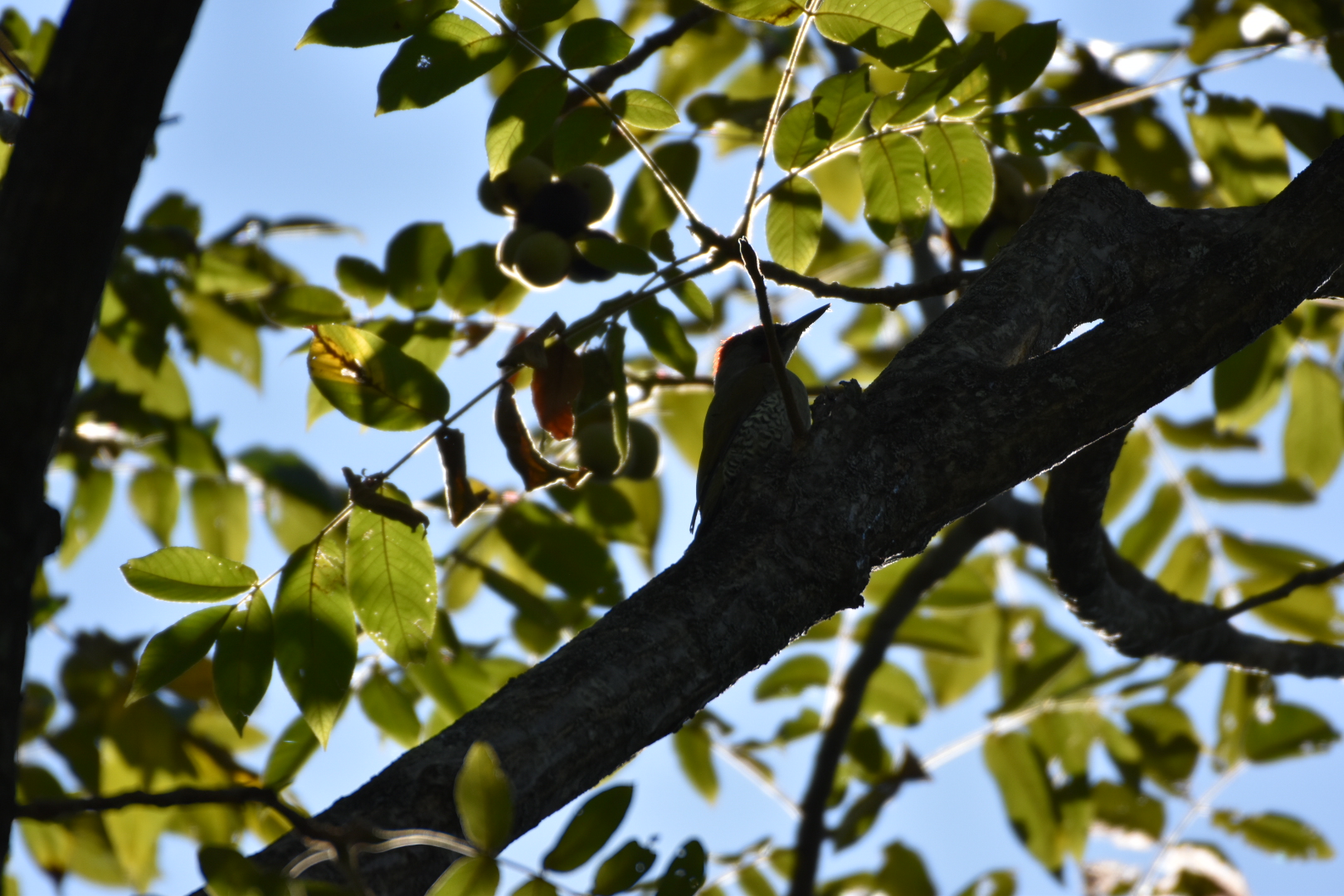 Photo of Japanese Green Woodpecker at 松本市アルプス公園 by nami0113