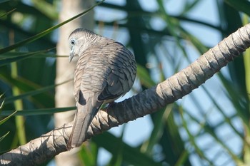 オーストラリアチョウショウバト アイアンレンジ国立公園 2019年10月11日(金)