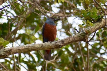 Blue Rock Thrush 高知県土佐市 Sat, 5/4/2019