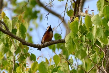 Varied Tit 高知県土佐市 Sun, 5/5/2019