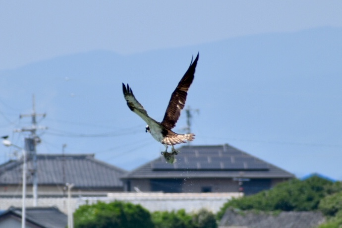 Photo of Osprey at 高知県柏島 by nami0113