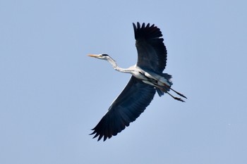 アオサギ 富津海岸 2019年5月11日(土)