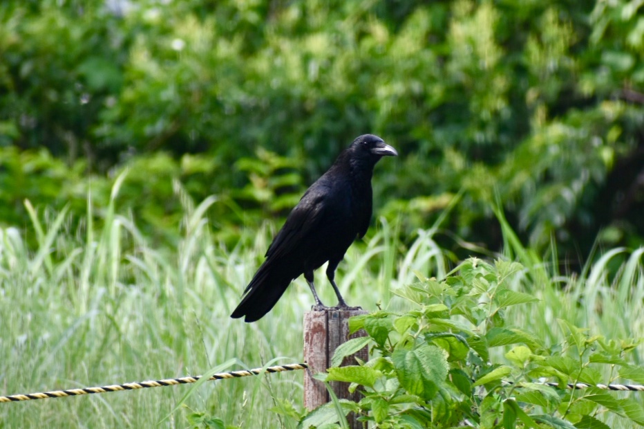 Photo of Carrion Crow at 川崎市 by nami0113