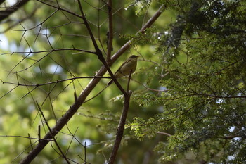 Eastern Crowned Warbler 蓼科山 Sat, 6/22/2019