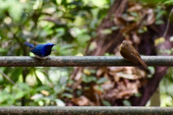 Blue-and-white Flycatcher 琴平山 Sat, 4/27/2019