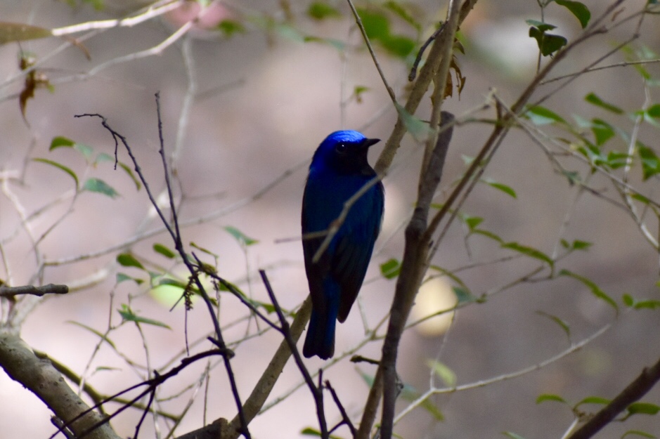 Photo of Blue-and-white Flycatcher at 琴平山 by nami0113