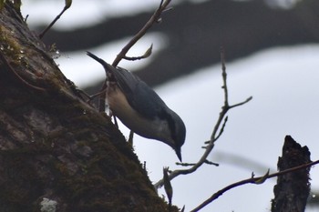 Eurasian Nuthatch 愛媛県石鎚山 Wed, 5/1/2019