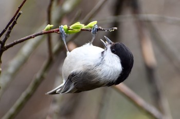 Willow Tit 愛媛県石鎚山 Wed, 5/1/2019