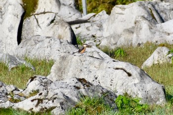 Bull-headed Shrike 四国カルスト Thu, 5/2/2019