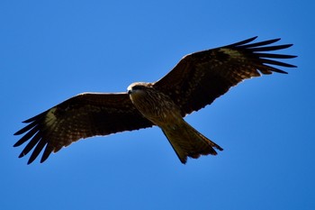 Black Kite 四国カルスト Thu, 5/2/2019