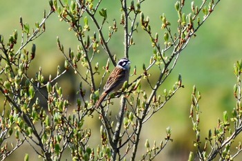 Meadow Bunting 四国カルスト Thu, 5/2/2019