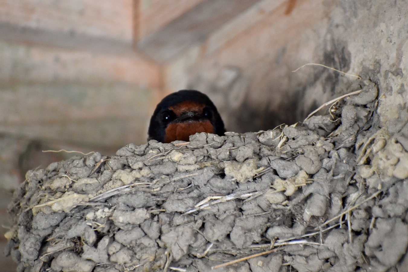 Photo of Barn Swallow at 四国カルスト by nami0113