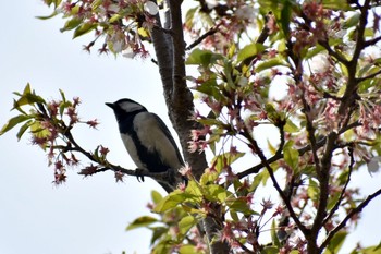 未同定 場所が不明 2019年4月7日(日)