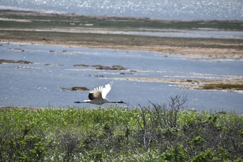 Unknown Species Unknown Spots Sun, 6/24/2018