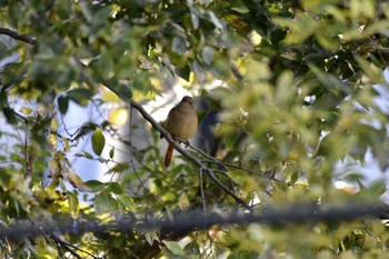 Daurian Redstart 川崎市 Sun, 12/1/2019