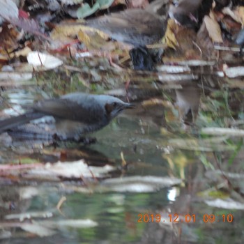 2019年12月1日(日) 光が丘公園の野鳥観察記録