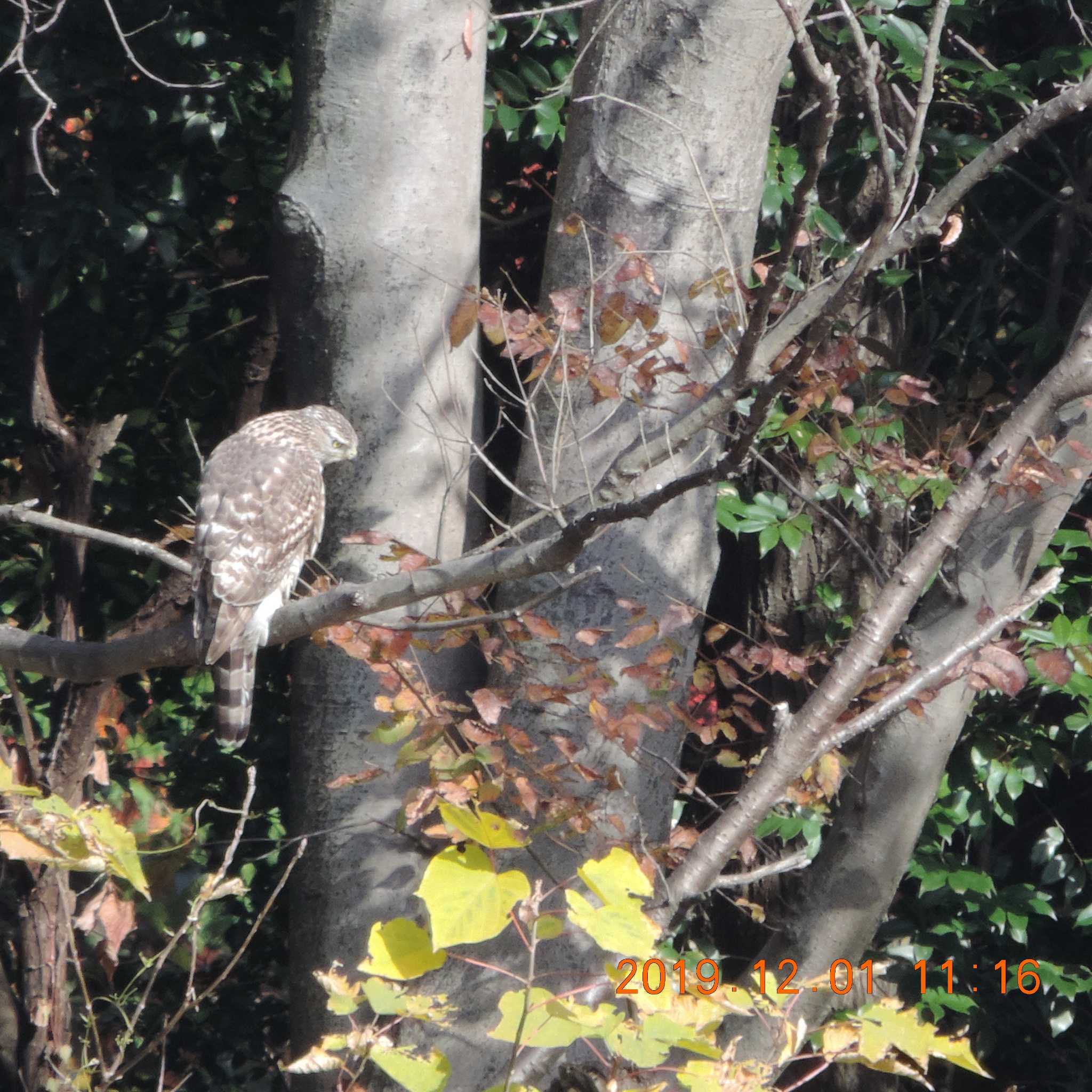 光が丘公園 オオタカの写真 by K2Uchihira