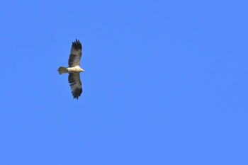 Whistling Kite オーストラリア,ケアンズ～アイアインレンジ Sun, 10/20/2019