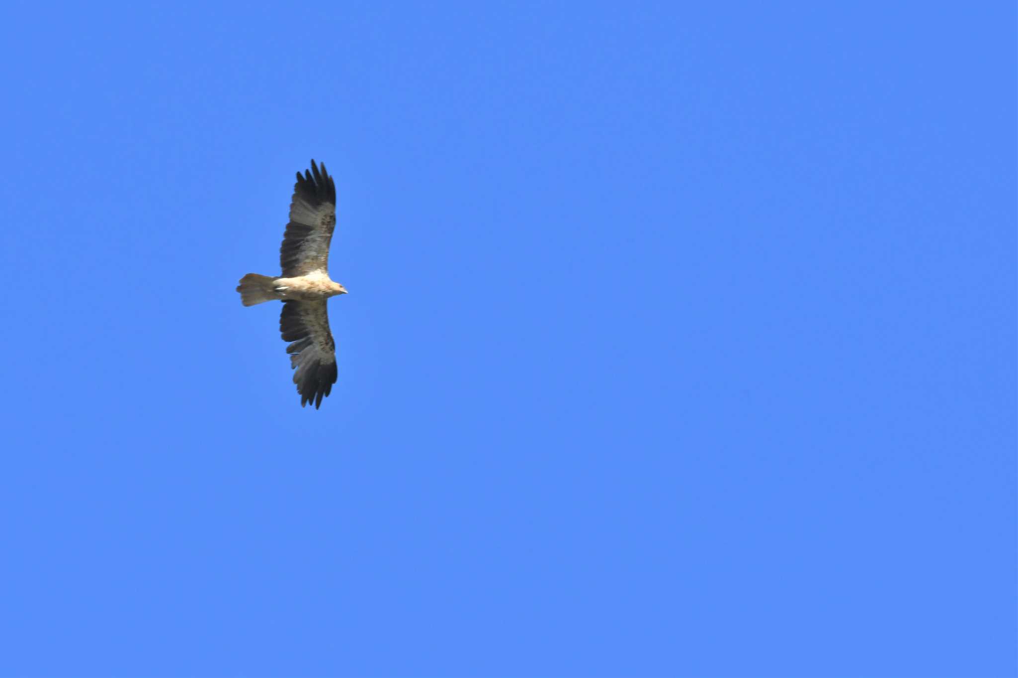 Photo of Whistling Kite at オーストラリア,ケアンズ～アイアインレンジ by でみこ