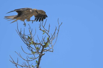 Whistling Kite