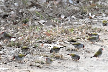 Red-browed Finch オーストラリア,ケアンズ～アイアインレンジ Sun, 10/20/2019