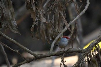 Red-browed Finch オーストラリア,ケアンズ～アイアインレンジ Wed, 10/16/2019