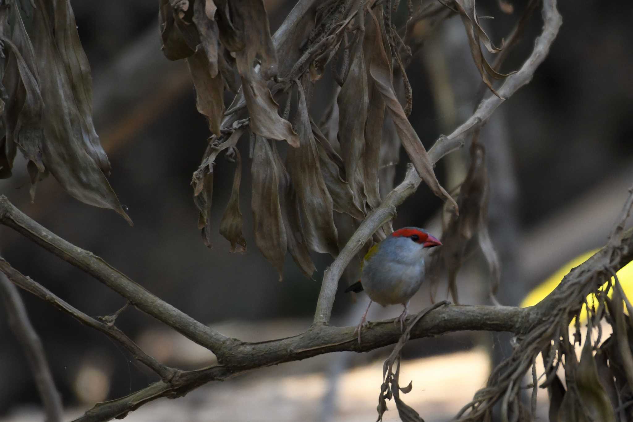 Photo of Red-browed Finch at オーストラリア,ケアンズ～アイアインレンジ by でみこ