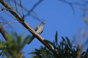 Bar-shouldered Dove オーストラリア,ケアンズ～アイアインレンジ Thu, 10/17/2019