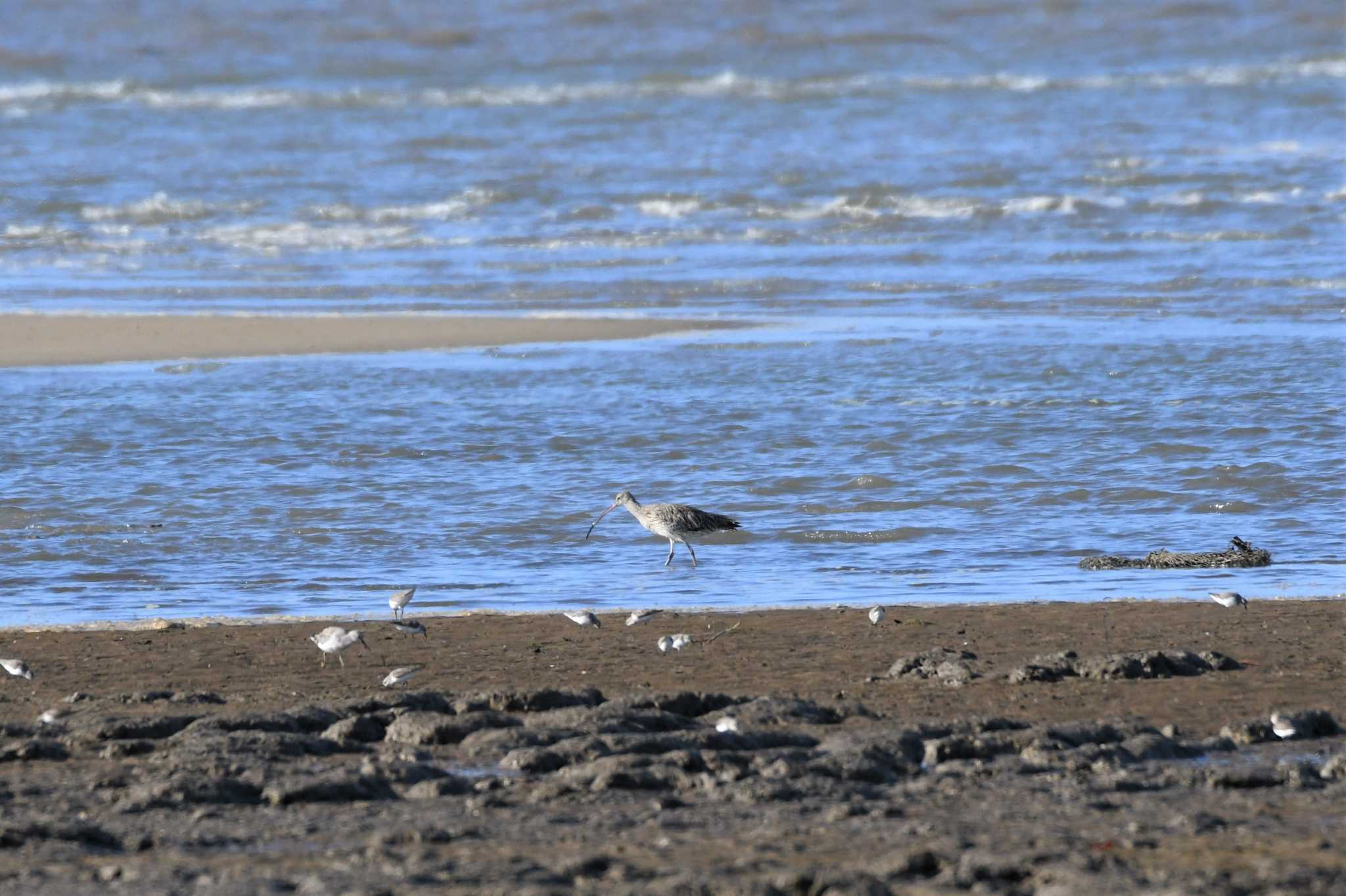 Photo of Far Eastern Curlew at オーストラリア,ケアンズ～アイアインレンジ by でみこ