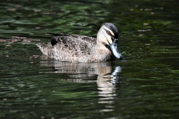 Pacific Black Duck オーストラリア,ケアンズ～アイアインレンジ Sat, 10/12/2019