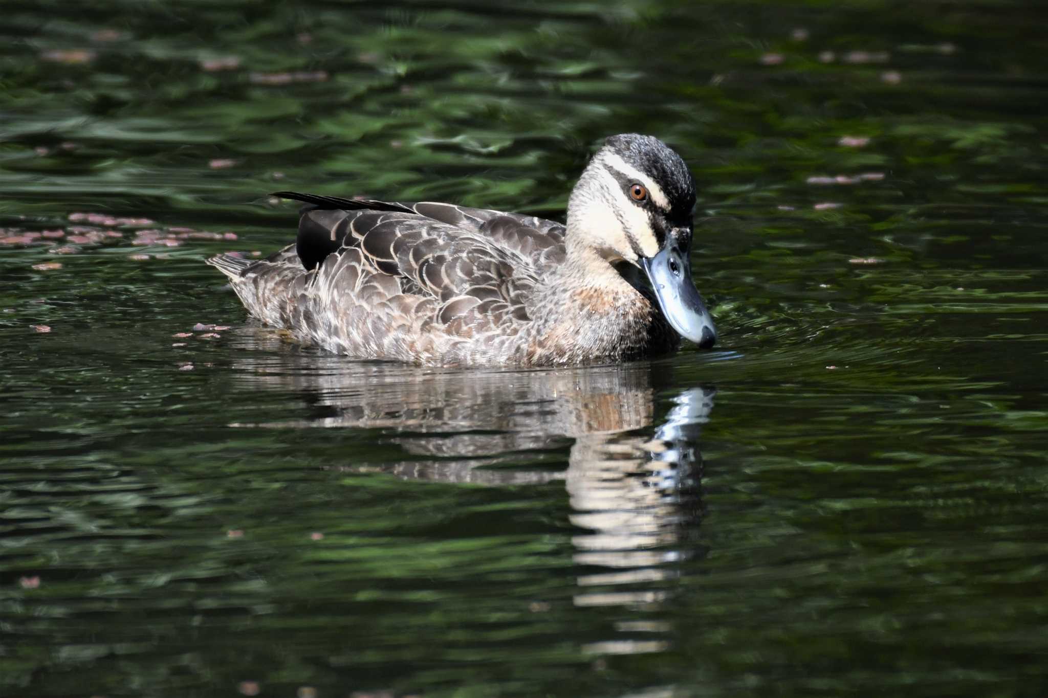 Photo of Pacific Black Duck at オーストラリア,ケアンズ～アイアインレンジ by でみこ