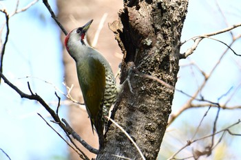 アオゲラ 舞岡公園 2019年11月5日(火)