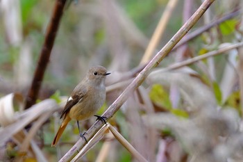 ジョウビタキ 東京港野鳥公園 2019年12月1日(日)