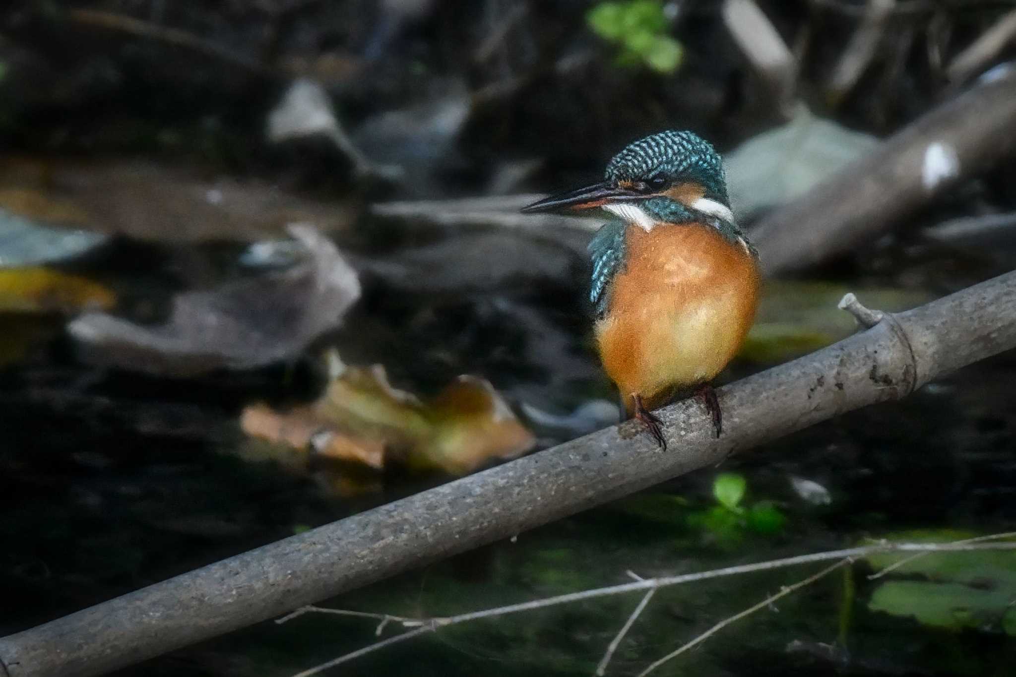 Photo of Common Kingfisher at 広島県福山市 by 正本 邦雄