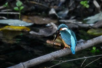 Common Kingfisher 広島県福山市 Sat, 11/23/2019