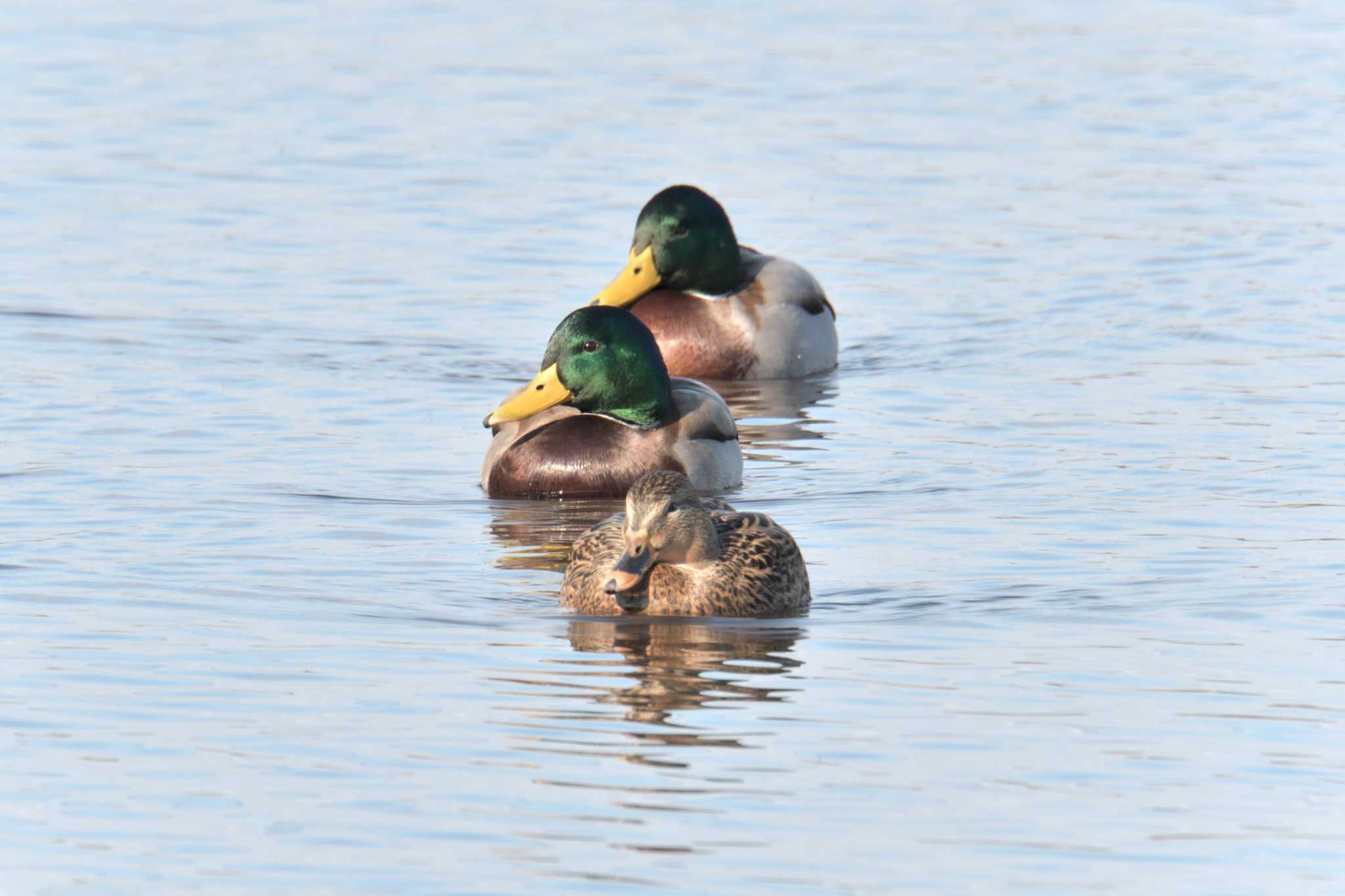 滋賀県恵比須水鳥公園 マガモの写真 by masatsubo