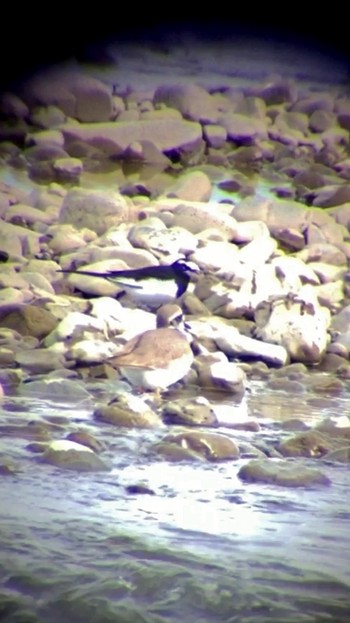 Long-billed Plover 多摩川 Sun, 12/1/2019