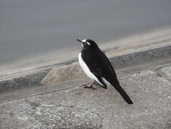 Japanese Wagtail 境川遊水地公園 Sun, 12/1/2019