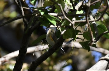 2019年12月1日(日) 多磨霊園の野鳥観察記録