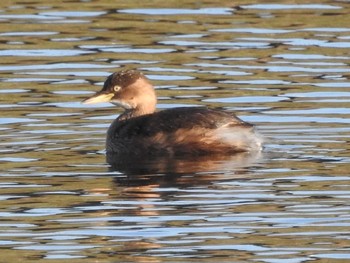 Little Grebe 境川遊水地公園 Sun, 12/1/2019