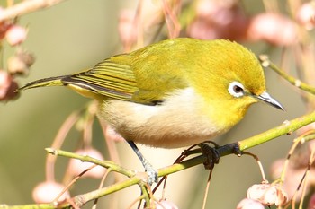 メジロ 舞岡公園 2019年11月29日(金)