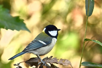 シジュウカラ 舞岡公園 2019年11月29日(金)